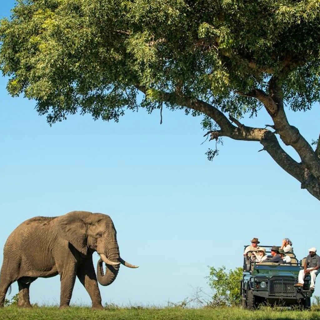 Safaris